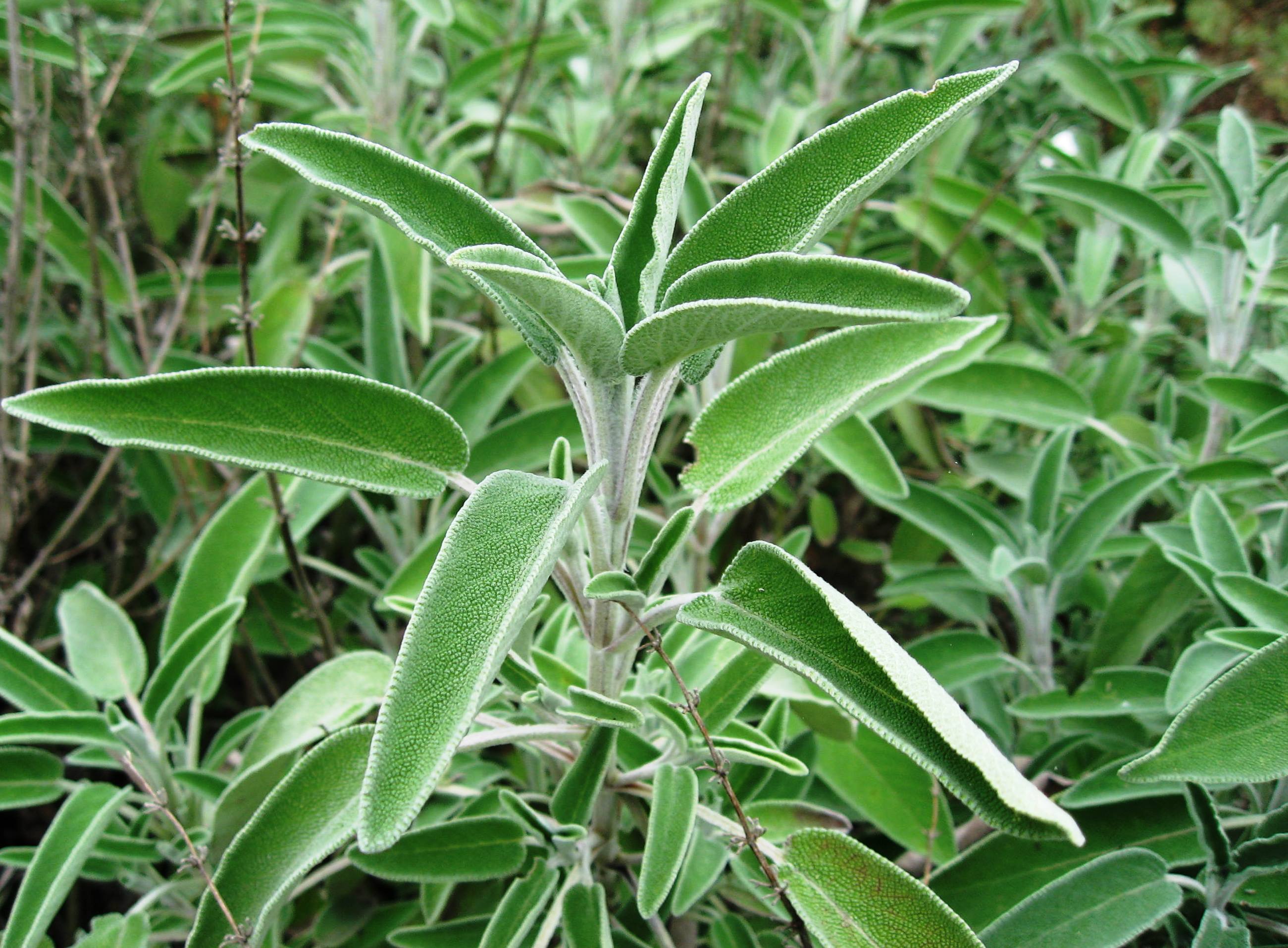 Шавлія лікарська Salvia officinalis | Пряні трави | Сад твоєї мрії.